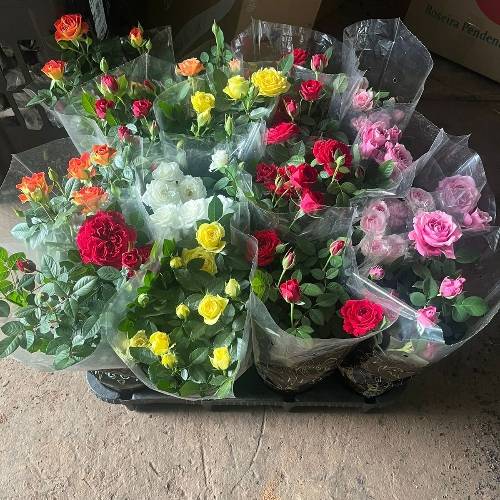 Consultar disponibilidade de cor