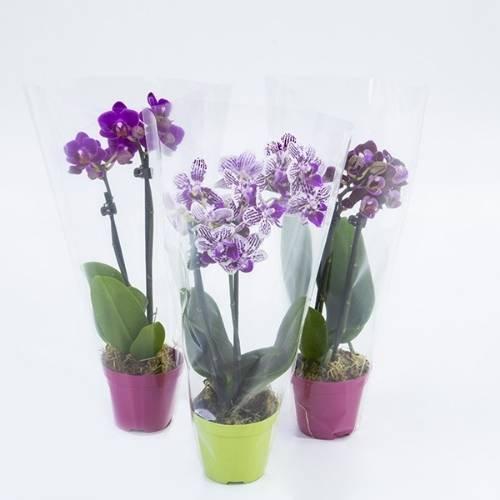 Consultar disponibilidade de cor