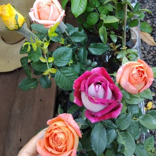 Consultar disponibilidade de cor