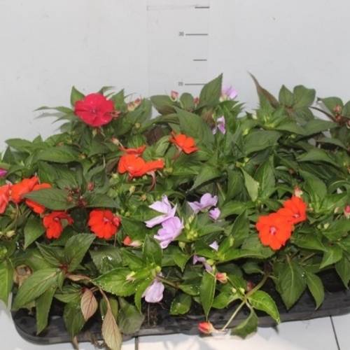 Consultar disponibilidade de cor