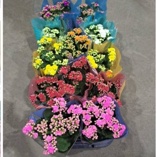 Consultar disponibilidade de cor