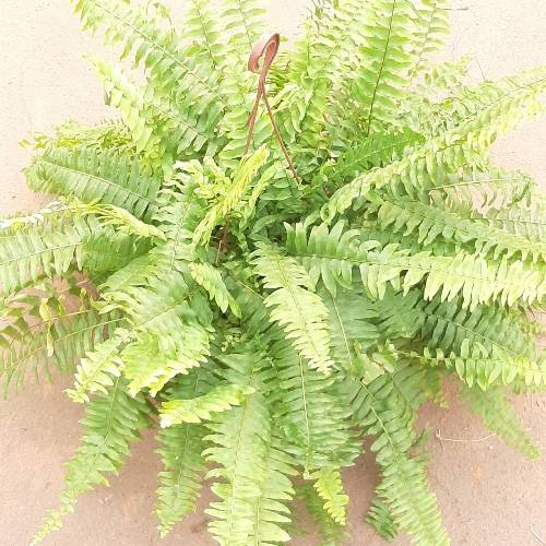 é uma planta ornamental muito popular. De origem nativa das regiões tropicais e subtropicais do mundo, com suas folhas longas e arqueadas, que podem alcançar até 1m de comprimento