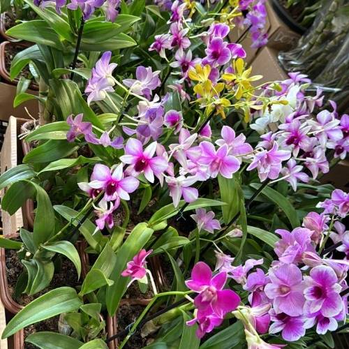 Consultar disponibilidade de cor